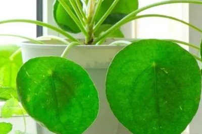 什么是镜面草,属于冷水花属、镜面草种植物