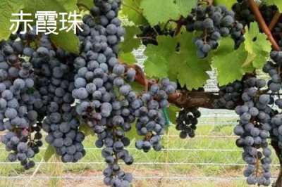 酿制葡萄酒的方法,采摘后需经过多道工序处理才能装瓶