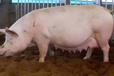 头胎怀孕母猪一天的喂料标准，配种到30日龄饲喂1.8kg的饲料