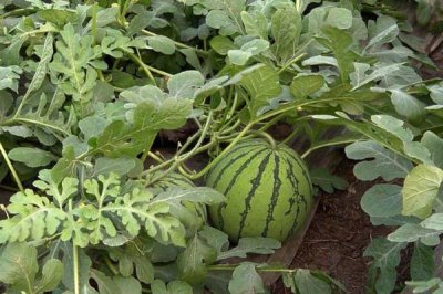西瓜空心的原因及防治方法,可能是温度偏低或阴雨寡照等导致