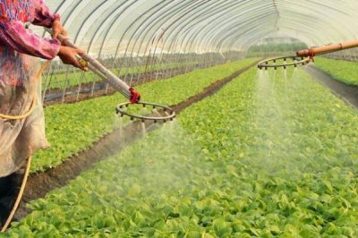 大棚蔬菜早春怎么施肥,浇灌缓苗水时可随水冲施有机肥