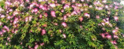 合欢花能不能吃，可冲泡饮用或做粥食用