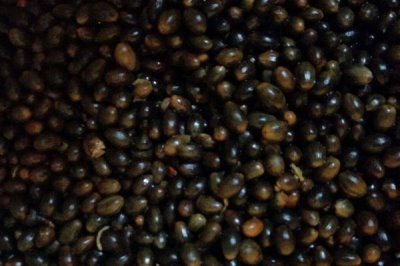 八角树的种植技术,最佳施肥时间为每年的2月和6月