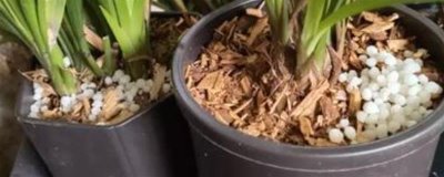 魔肥可以对什么花卉使用,对兰花施肥可以提高品质