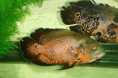 地图鱼耗氧量大不大,消耗量比其它鱼类要大