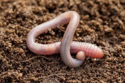 草鱼最爱吃的饵料，玉米、青草或蚯蚓都合适