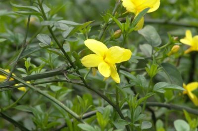 怎么防治迎春花的病害,需根据实际病情采取对应措施