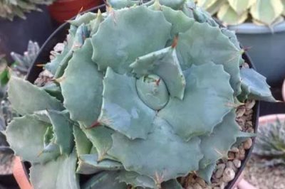 怎么养多肉雷神，冬季要停止施肥