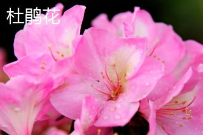 学校的树木有哪些,白杨树、柳树、杜鹃花等品种较常见