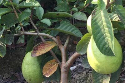 番石榴的种植方法,施肥时建议增施有机肥