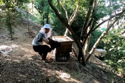 中华蜜蜂怎么养殖,温度较高时要在蜂箱四周洒水降温