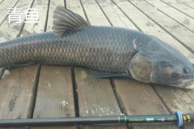 3-4月份为什么不钓鱼，主要是为了让鱼类正常繁殖