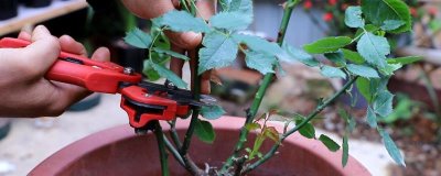 月季花败了需要修剪吗,花败后可合理修剪