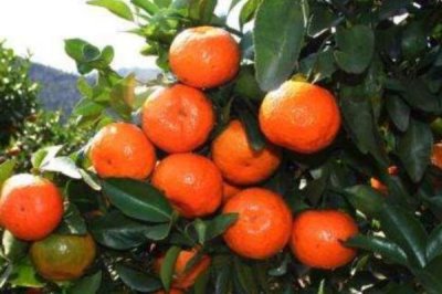 柑橘的主产地,主产于浙江、四川、湖南等省份