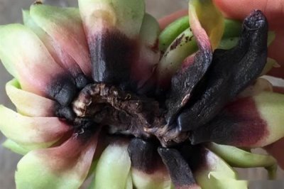 多菌灵可以治黑腐病吗，多菌灵可以治黑腐病