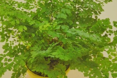 铁线蕨常见的病虫害及防治方法,主要病虫害为介壳虫和叶枯病