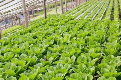 蔬菜的种植成本和利润,一亩蔬菜大棚所需成本为7000元左右