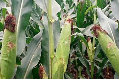 D309玉米种子特点,出苗至成熟127天