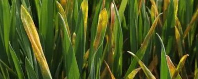 小麦锈病的病因，病因包括品种、菌源和管理方式等