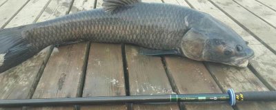 钓青鱼用什么鱼竿好,海竿、矶竿和前打竿均可