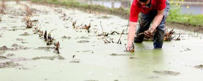 莲藕浅水定向种植方法，平斜栽植、栽后保持3-5厘米的浅水层