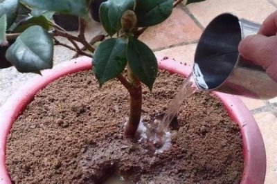 山茶花叶子发黄的原因及处理方式,可能是浇水过多或土质的影响等