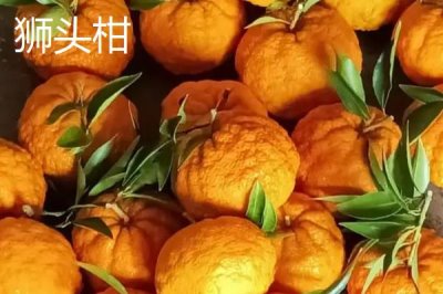 狮头柑和丑橘的区别,品种、别称和外观均不同