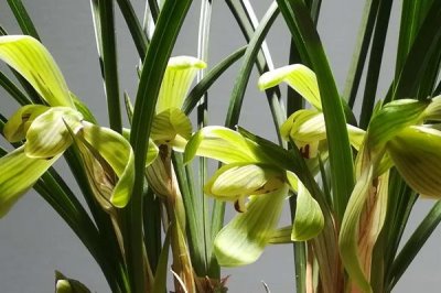 哪些兰花品种在春节前后开花，常见的有君子兰和蝴蝶兰