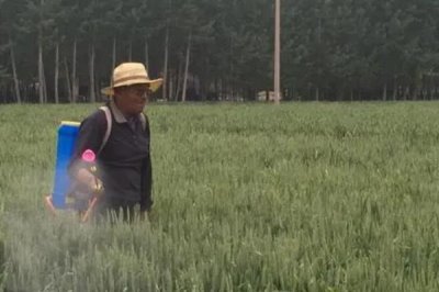 氯氰菊酯乳油怎么使用，针对不同害虫的使用方法不同