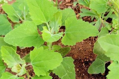 鹅不能吃什么植物,不能吃臭椿叶、灰灰菜、楝树叶等