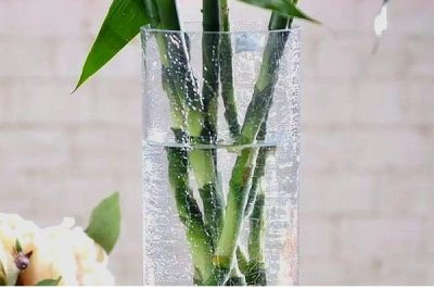 隔几天对富贵竹换一次水，未生根前每隔2-3天换水一次