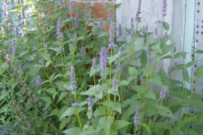 藿香什么时候开花，每年6-9月开花