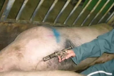 如何给猪注射,可肌肉注射、耳静脉注射或增食穴注射