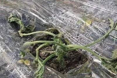 大棚黄瓜急性死苗的原因，可能是持续的阴雨雪天或温差过大等