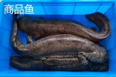 娃娃鱼商品鱼和种鱼的鉴别方法，商品鱼的色泽一般比较苍白