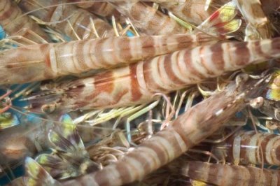 养虾过程中存在的问题,如有发病需及时治疗