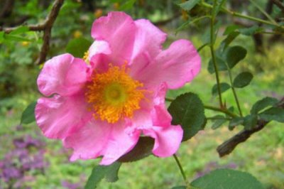 怎么修剪缫丝花，冬季将枝条修剪三分之一