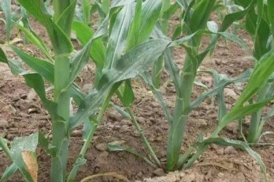 龙单137玉米种子特点,普通玉米品种