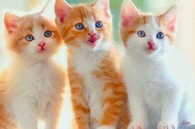 猫咪长耳螨的症状,会出现频繁甩头