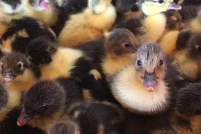 怎么养刚出壳的小鸭子,温度最好保持在30℃