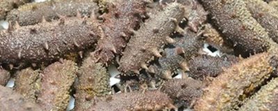 野生海参的价格,价格与季节和市场行情相关