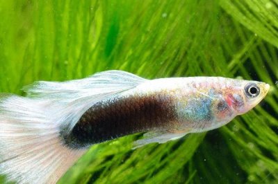 10天的孔雀鱼有多大，体长一般只有1.5-2厘米左右