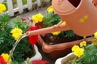 什么花适合用酵素浇，常见的有杜鹃花、秋海棠等