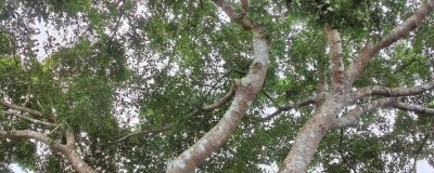 见血封喉的毒性有多强,是世界上最毒的树