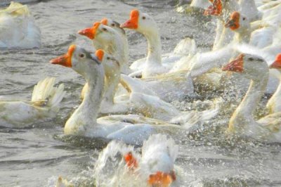 肉鹅的综合养殖技术,1月龄要全天放牧