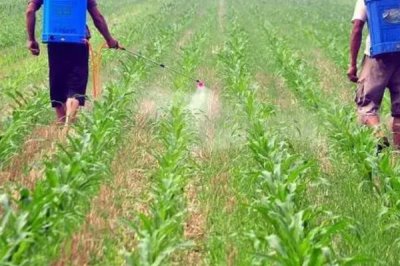 玉米大小斑病的防治方法,大小斑病常同时出现或混合侵染