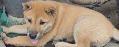 狗长出白胡须代表什么,说明年龄大、缺少营养或受到品种的影响