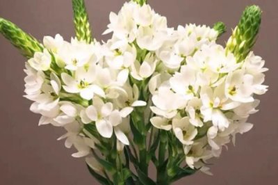 天鹅绒花的养殖方法,选择肥沃、疏松的酸性土壤