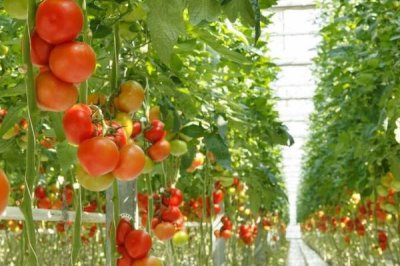 番茄长了不定根的原因，施肥不当或水分过量都会导致