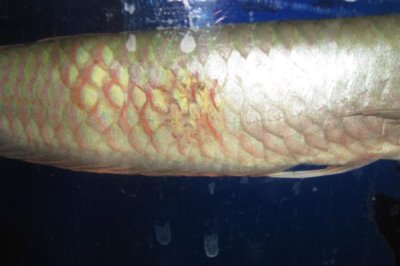 鱼类松鳞病,是细菌引起的鱼病